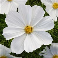 Sonata™ White Bloom