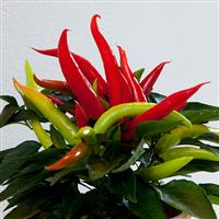 Ornamental Pepper Cupala Bloom