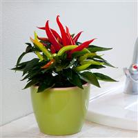 Ornamental Pepper Cupala Container
