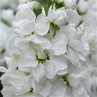 Mathilda™ White Bloom