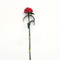 Sweet™ Coral Single Stem, White Background