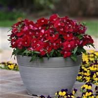 Floral Lace™ Red Container