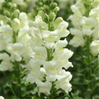 Maryland Ivory White Bloom