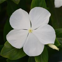 Valiant™ Pure White Bloom