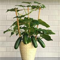Edible Potted Cucumber Quick Snack Container