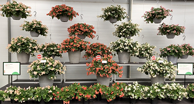 Photo shows our indoor greenhouse display of hanging baskets of all colors of Hula spreading Begonia.