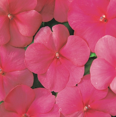 Super Elfin Lipstick Impatiens