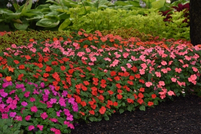 Beacon Mix Impatiens