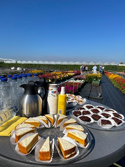 A lovely tray of sandwiches, desserts and refreshments sit on a table in the trials field.