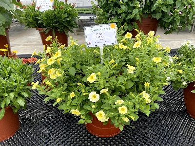Yellow blooms and green foliage grow in a large flowerpot.