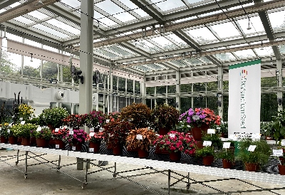 Rows of plants in containers in a greenhouse