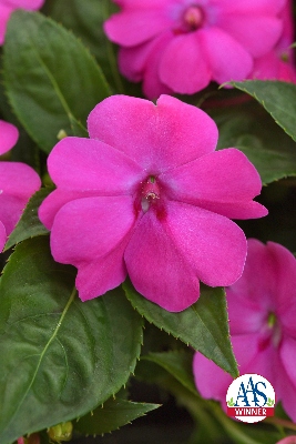 Bright pink blooms with green leaves