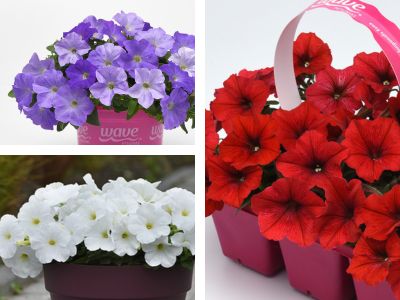 A collage of E3 Easy Wave Sky Blue, White and Red