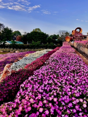 Colorful outdoor garden with mounds of bright flowers