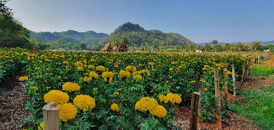 Crops of marigolds with mountains in the background