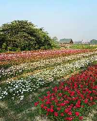 Rows of multi-colored vinca with a large tree and small house in the background