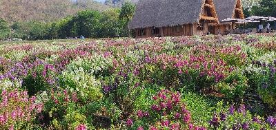 Rows of multi-colored angelonia with a house thatched-roof house in the background