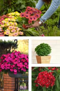 Collage of colorful blooms and plants