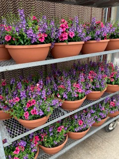 Colorful flower bowls with purple and pink blooms