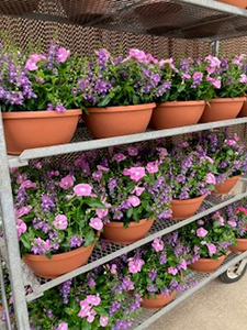 Colorful flower bowls with purple and pink blooms