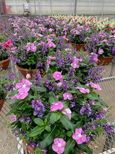 Colorful flower bowls with purple and pink blooms