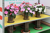 A rooting station showing colorful impatiens
