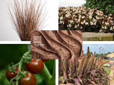 Collage of different milk chocolate-colored plants 