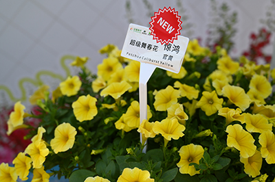 Caliburst Petchoa in a large pot with a Chinese plant tag