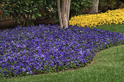 A landscape bed of blue pansies under a tree.