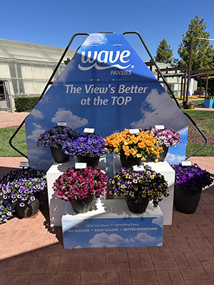 Colorful outdoor display with pansies in pots