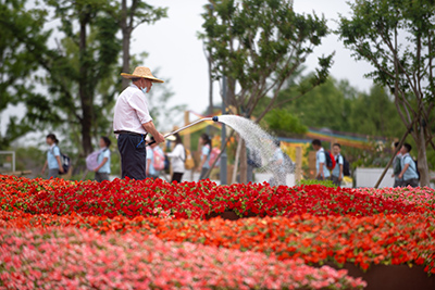 Gardener watering red Beacon Impatiens in a public garden