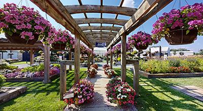 Under a pergola with hanging baskets full of flowers and colorful blooms in the landscape.