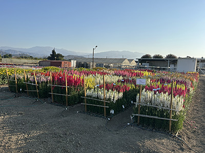 Colorful Snapdragon garden under a blue sky