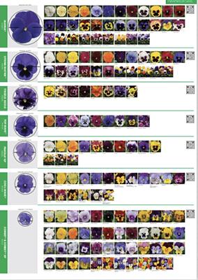 Full assortment of pansies and violas in a chart with colored blooms.