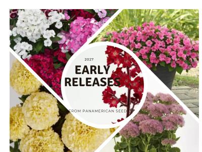 Collage of colorful flowers from seed