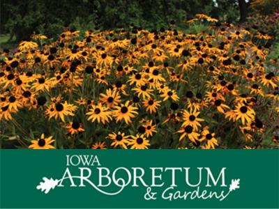 Rudbeckia Goldblitz pictured with the Iowa Arboretum logo