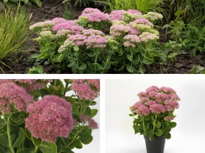 AAS award winner Sedum Spectacular