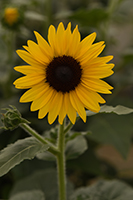 Sunflower Always Sunny Gold