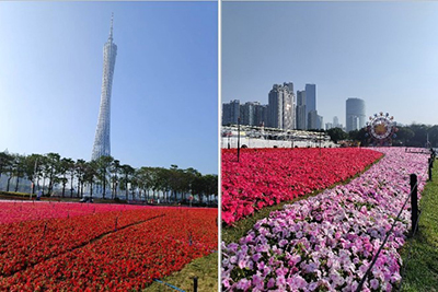 Collage from Asian Games Theme Park featuring Beacon Impatiens.