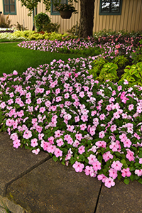 Impatiens Beacon Blue Pearl in the landscape