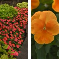 Impatiens Solarscape Salmon Punch and Pansy Top Wave Orange