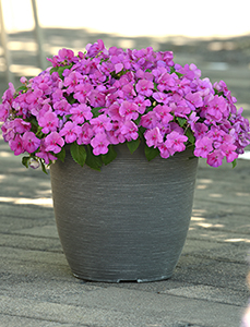 Impatiens Beacon Blue Pearl in an outdoor pot