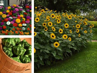 Collage of Zesty Zinnia Mix, Green Lightning Squash and Always Sunny Sunflower