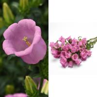 Collage of Campanula Campana Light Pink Improved