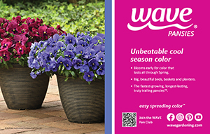 Bench card featuring Top Wave Pansies