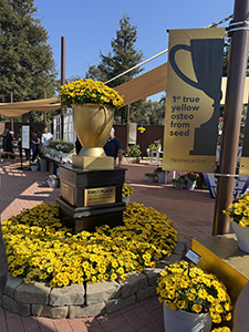 Outdoor display for Osteospermum Akila Sunshine Yellow at CAST26