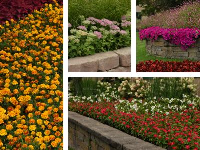A college of pro landscape flower varieties from Pan American Seed
