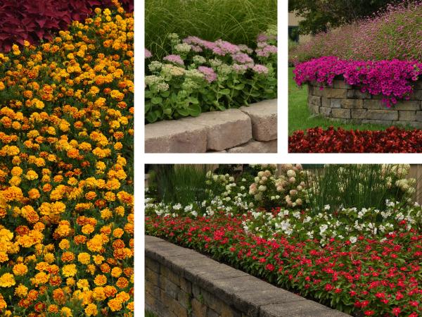Collage of pro landscape plants