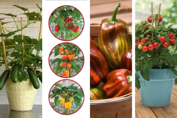 Collage of container-friendly vegetables