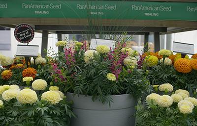 Marigold combination flower pots